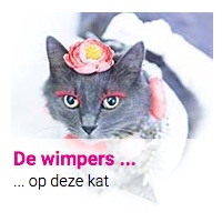 De wimpers ... : ... op deze kat