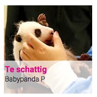 Te schattig : Babypanda P