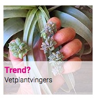 Trend? : Vetplantvingers