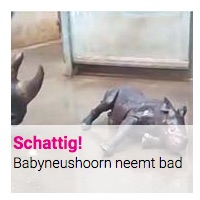 Schattig! : Babyneushoorn neemt bad